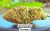 Red Headed Stranger Indoor Hemp Flower