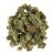 Seaside Special Smalls • 20.4% Total Cannabinoids