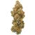 Strawberry Cough : Small Batch